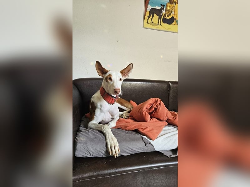 ❤️ CASPER ❤️ ❗Bereits auf Pflegestelle in Deutschland❗