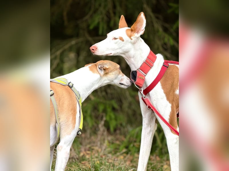 ❤️ CASPER ❤️ ❗Bereits auf Pflegestelle in Deutschland❗