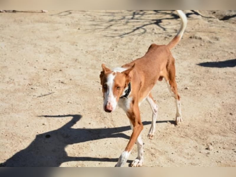 ❤️ PISTOLO❤️