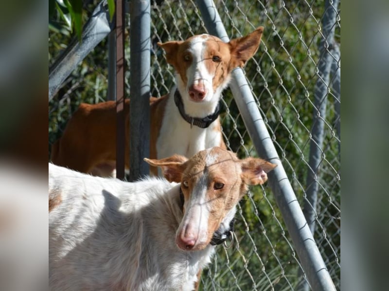 ❤️ PISTOLO❤️