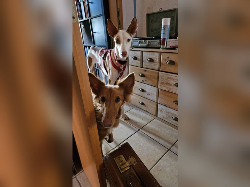 ❤️ CASPER ❤️ ❗Bereits auf Pflegestelle in Deutschland❗