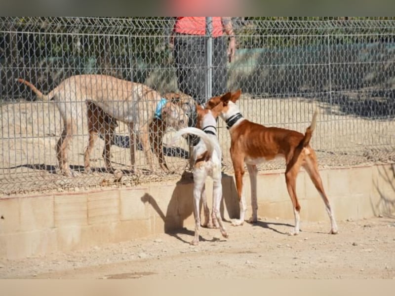 ❤️ PISTOLO❤️