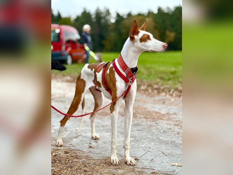 ❤️ CASPER ❤️ ❗Bereits auf Pflegestelle in Deutschland❗