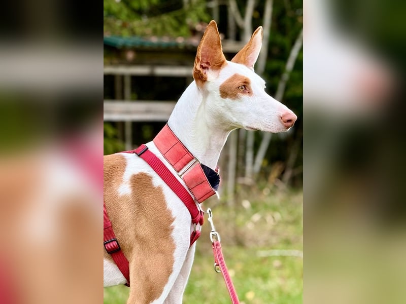 ❤️ CASPER ❤️ ❗Bereits auf Pflegestelle in Deutschland❗
