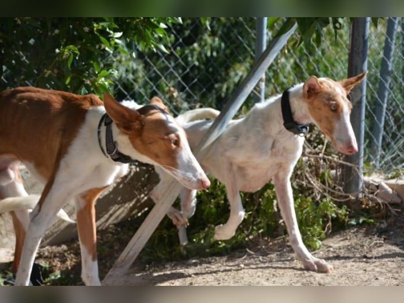 ❤️ PISTOLO❤️