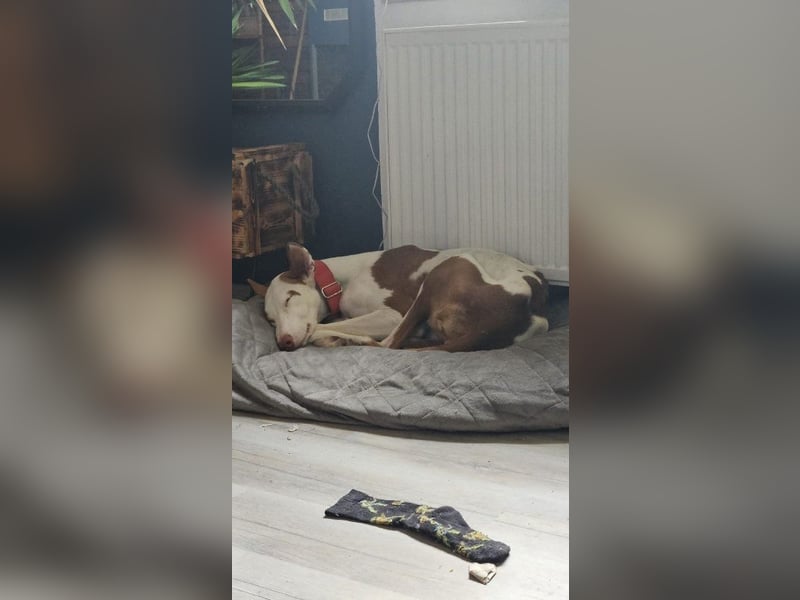 ❤️ CASPER ❤️ ❗Bereits auf Pflegestelle in Deutschland❗