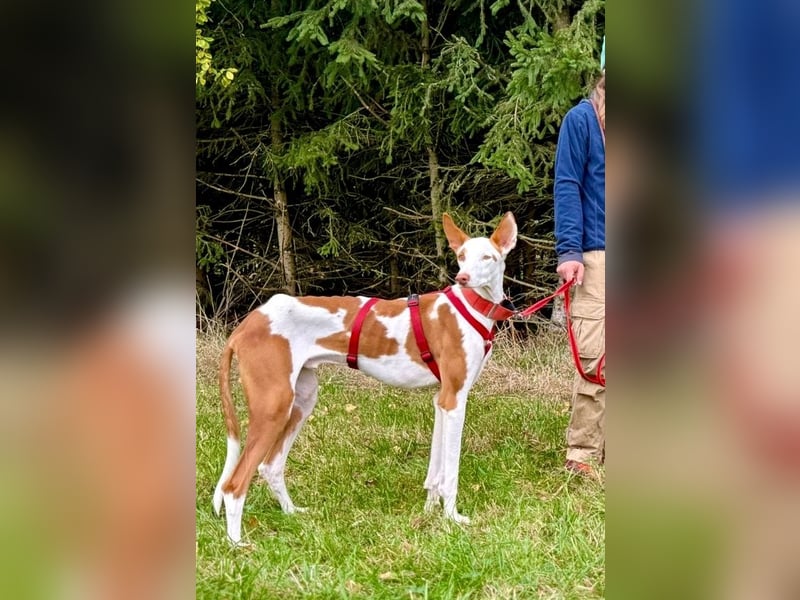 ❤️ CASPER ❤️ ❗Bereits auf Pflegestelle in Deutschland❗