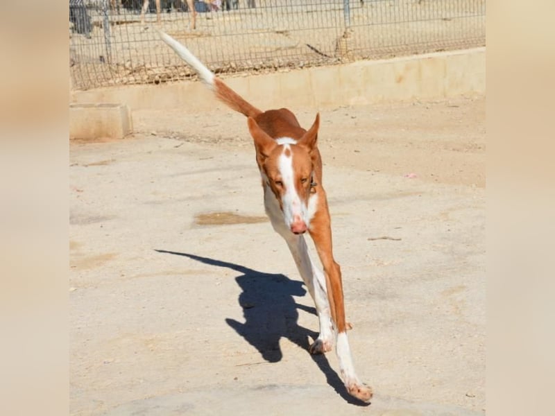 ❤️ PISTOLO❤️