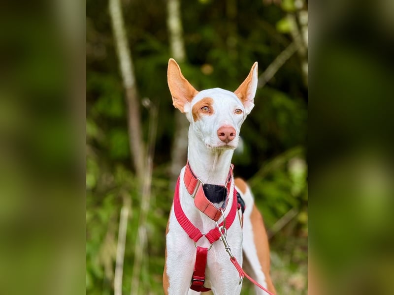 ❤️ CASPER ❤️ ❗Bereits auf Pflegestelle in Deutschland❗