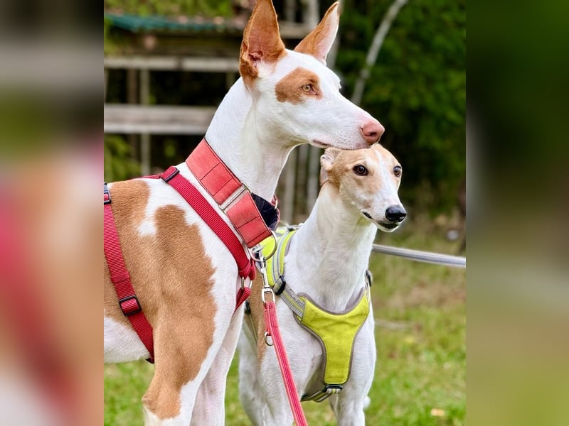 ❤️ CASPER ❤️ ❗Bereits auf Pflegestelle in Deutschland❗