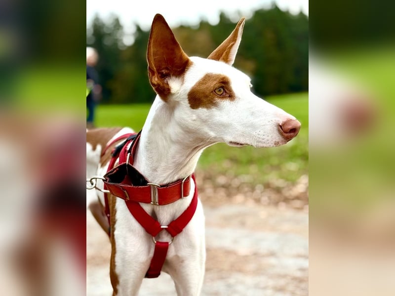 ❤️ CASPER ❤️ ❗Bereits auf Pflegestelle in Deutschland❗