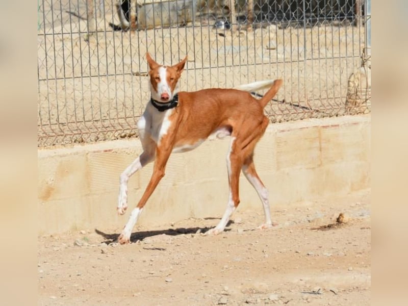 ❤️ PISTOLO❤️