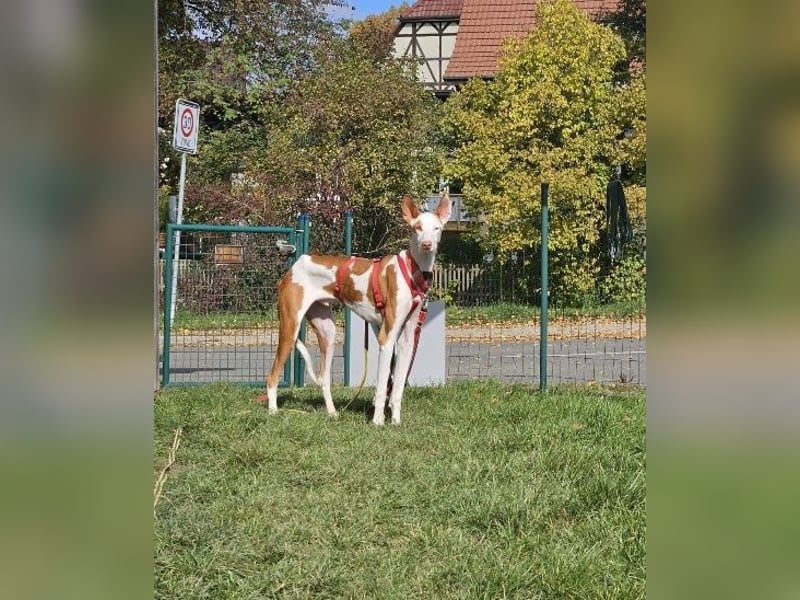 ❤️ CASPER ❤️ ❗Bereits auf Pflegestelle in Deutschland❗