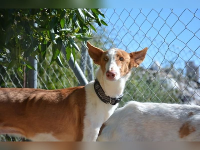 ❤️ PISTOLO❤️