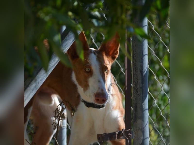 ❤️ PISTOLO❤️