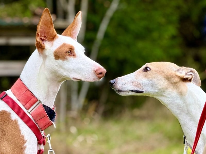 ❤️ CASPER ❤️ ❗Bereits auf Pflegestelle in Deutschland❗