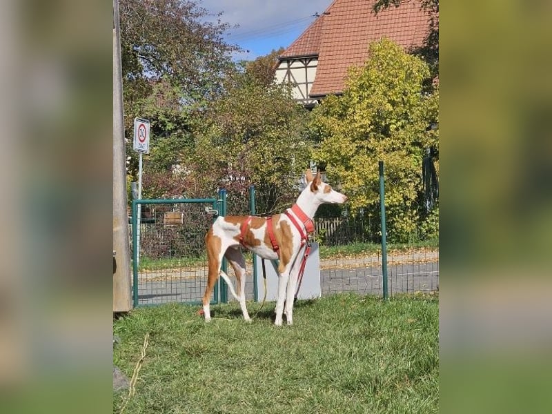 ❤️ CASPER ❤️ ❗Bereits auf Pflegestelle in Deutschland❗