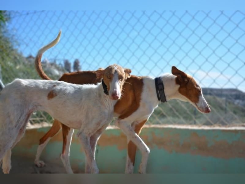 ❤️ PISTOLO❤️