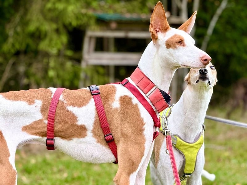 ❤️ CASPER ❤️ ❗Bereits auf Pflegestelle in Deutschland❗