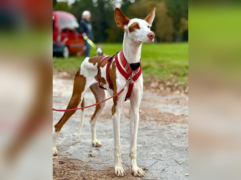 ❤️ CASPER ❤️ ❗Bereits auf Pflegestelle in Deutschland❗