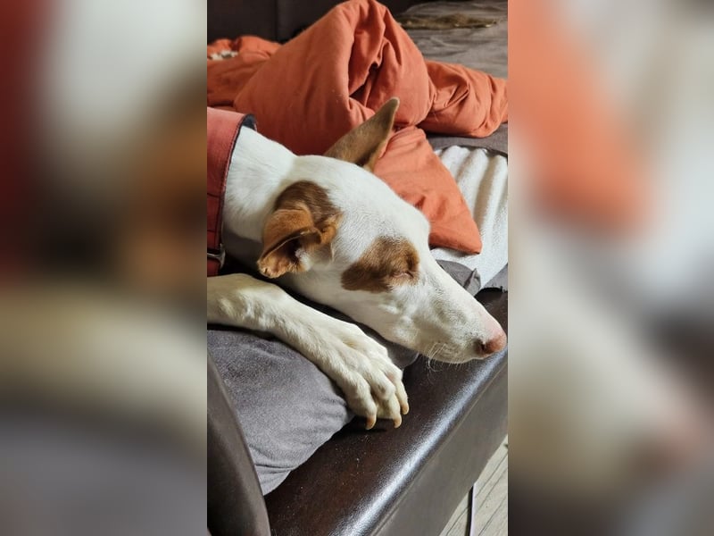 ❤️ CASPER ❤️ ❗Bereits auf Pflegestelle in Deutschland❗