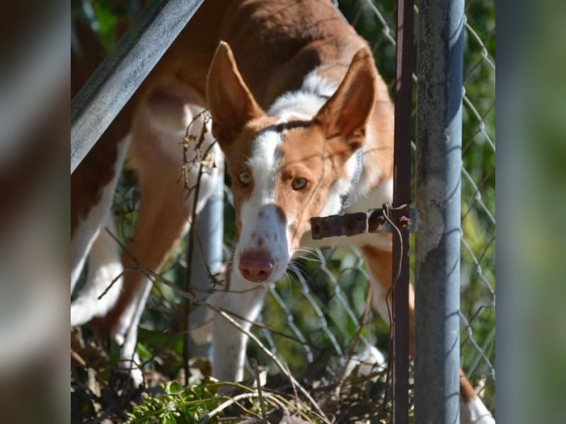 ❤️ PISTOLO❤️