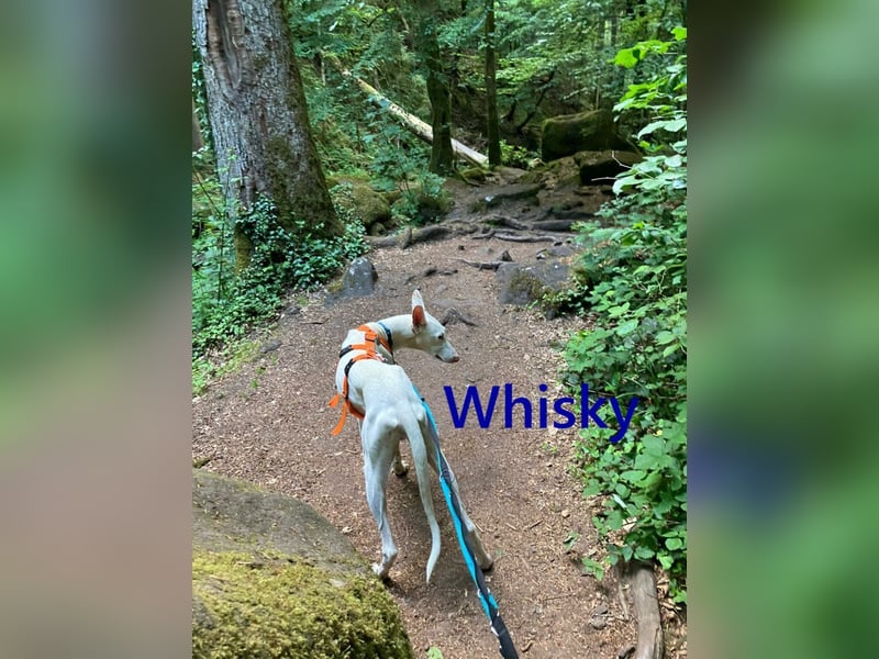 Whisky geb. 08/2023 (in Deutschland) -wundervoller, sozialer und menschenbezogener Podenco Ibicenco!