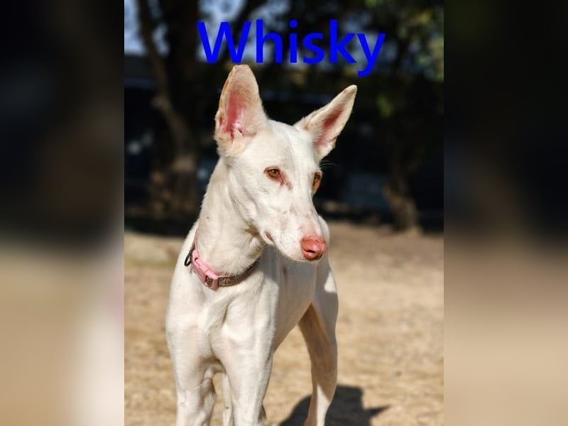 Whisky geb. 08/2023 (in Deutschland) -wundervoller, sozialer und menschenbezogener Podenco Ibicenco!