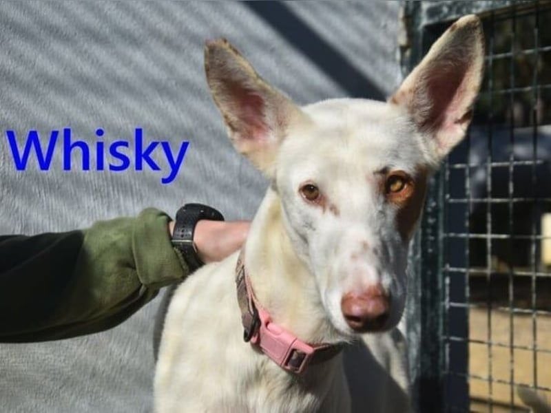 Whisky geb. 08/2023 (in Deutschland) -wundervoller, sozialer und menschenbezogener Podenco Ibicenco!