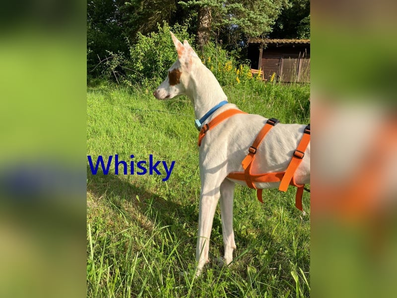 Whisky geb. 08/2023 (in Deutschland) -wundervoller, sozialer und menschenbezogener Podenco Ibicenco!