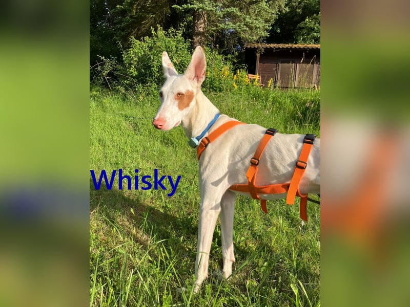 Whisky geb. 08/2023 (in Deutschland) -wundervoller, sozialer und menschenbezogener Podenco Ibicenco!