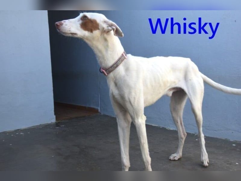 Whisky geb. 08/2023 (in Deutschland) -wundervoller, sozialer und menschenbezogener Podenco Ibicenco!