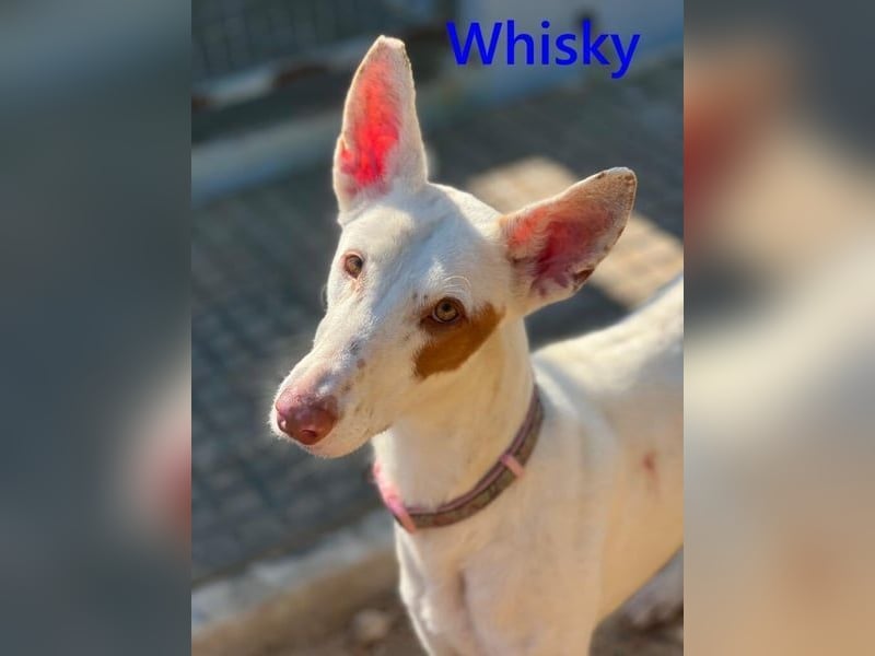 Whisky geb. 08/2023 (in Deutschland) -wundervoller, sozialer und menschenbezogener Podenco Ibicenco!