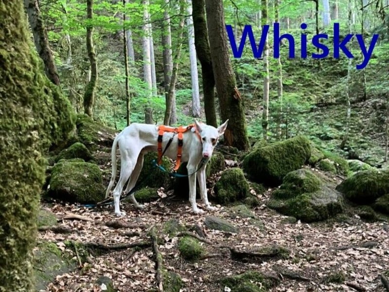 Whisky geb. 08/2023 (in Deutschland) -wundervoller, sozialer und menschenbezogener Podenco Ibicenco!