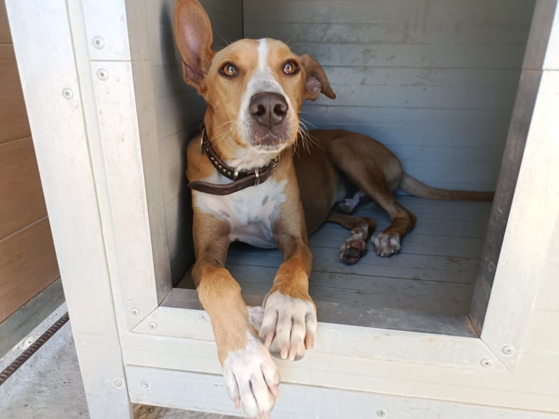Vino (CO) toller Hund mit viel Geduld