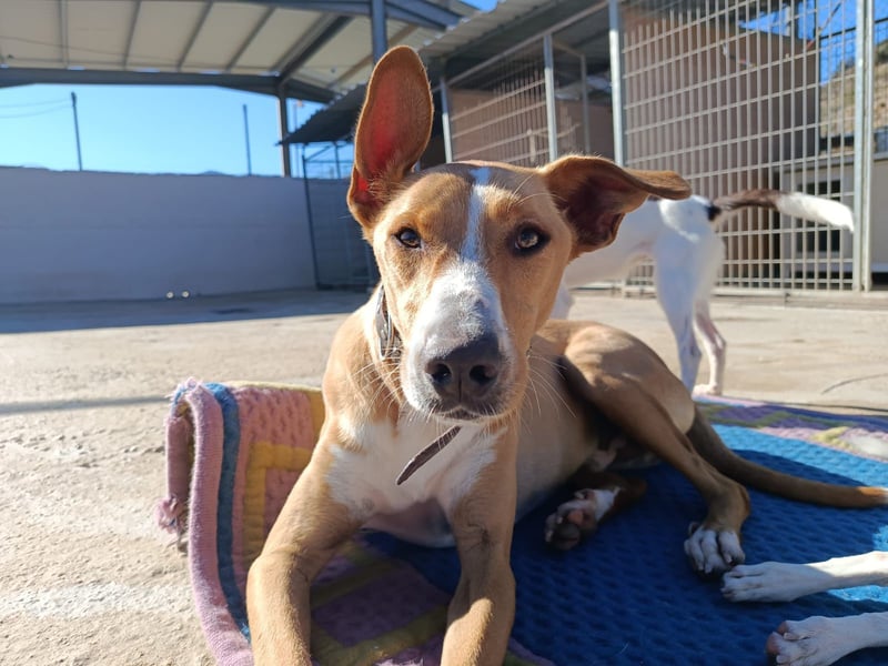 Vino (CO) toller Hund mit viel Geduld