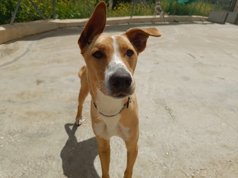 Vino (CO) toller Hund mit viel Geduld