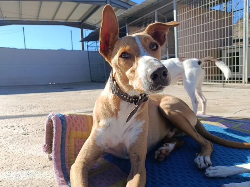 Vino (CO) toller Hund mit viel Geduld