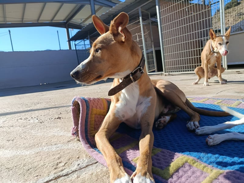Vino (CO) toller Hund mit viel Geduld