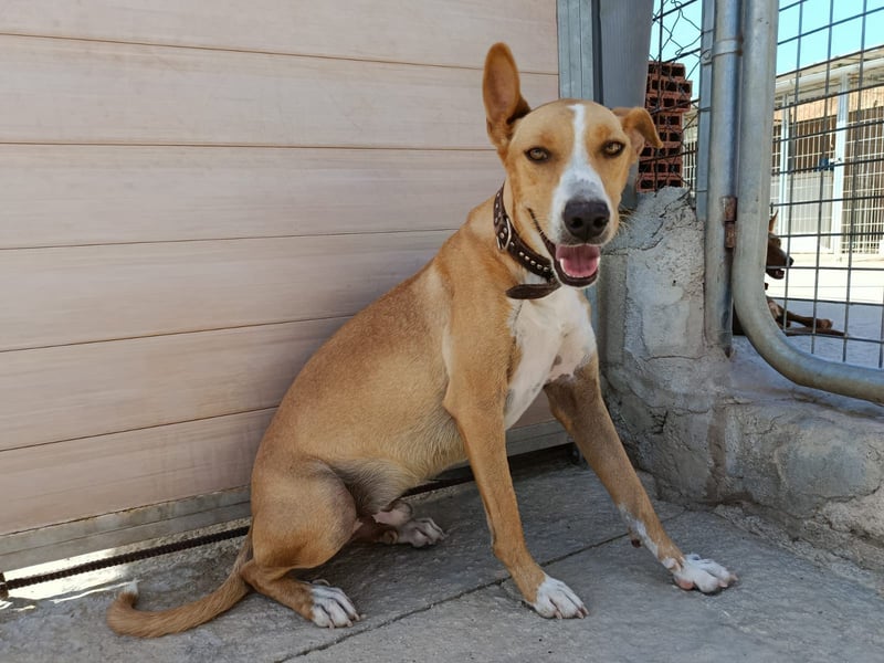 Vino (CO) toller Hund mit viel Geduld