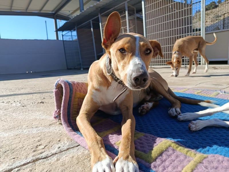 Vino (CO) toller Hund mit viel Geduld