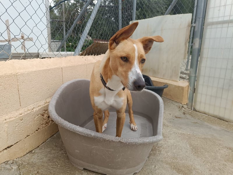 Vino (CO) toller Hund mit viel Geduld