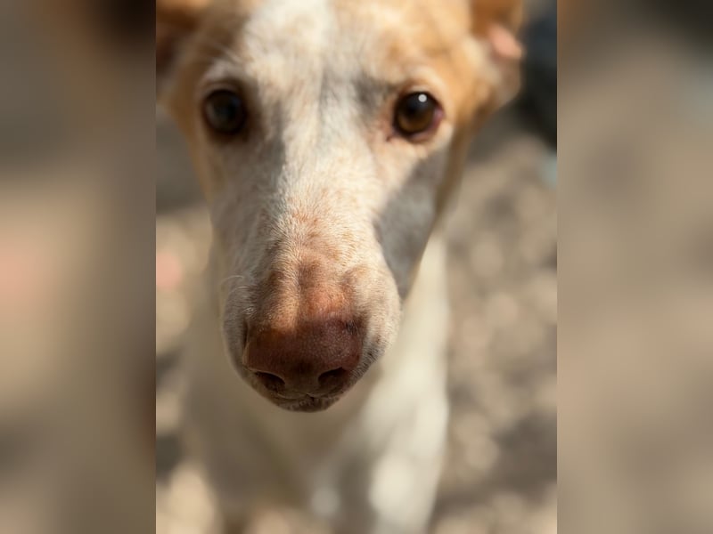 Clint, ein sanfter Begleiter mit Lebenserfahrung