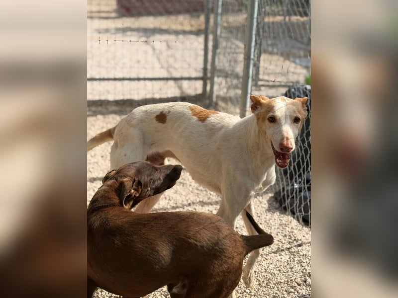 Clint, ein sanfter Begleiter mit Lebenserfahrung