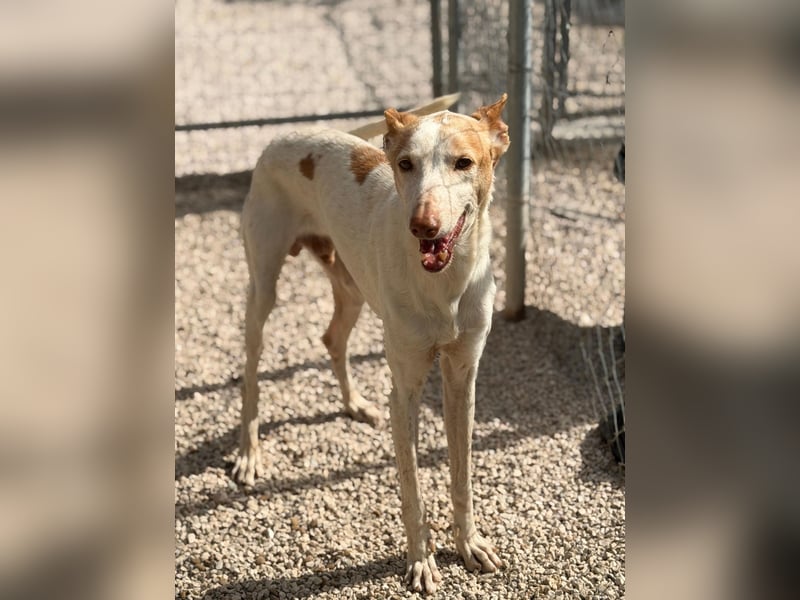 Clint, ein sanfter Begleiter mit Lebenserfahrung