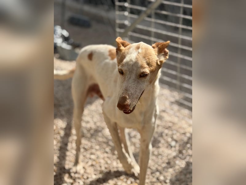 Clint, ein sanfter Begleiter mit Lebenserfahrung