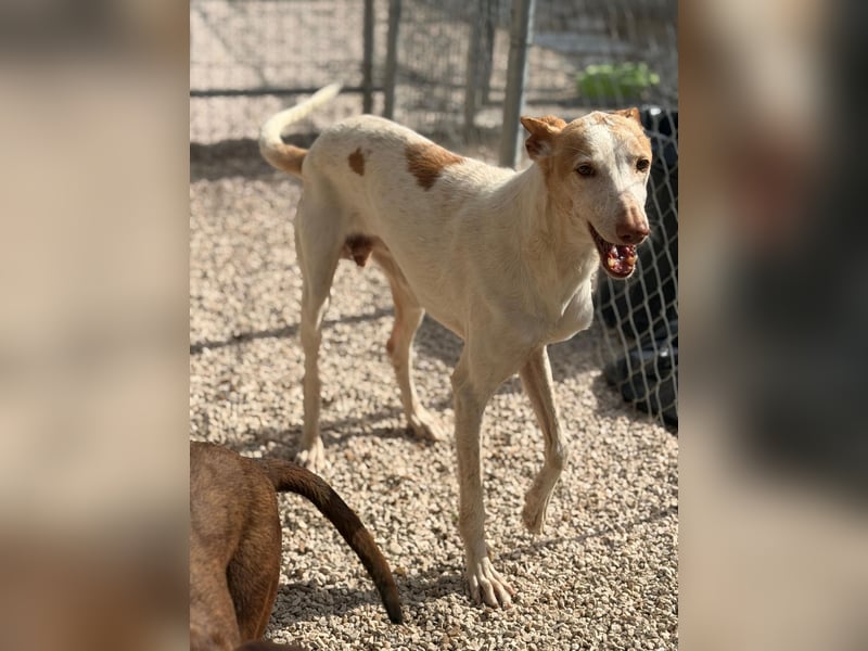 Clint, ein sanfter Begleiter mit Lebenserfahrung