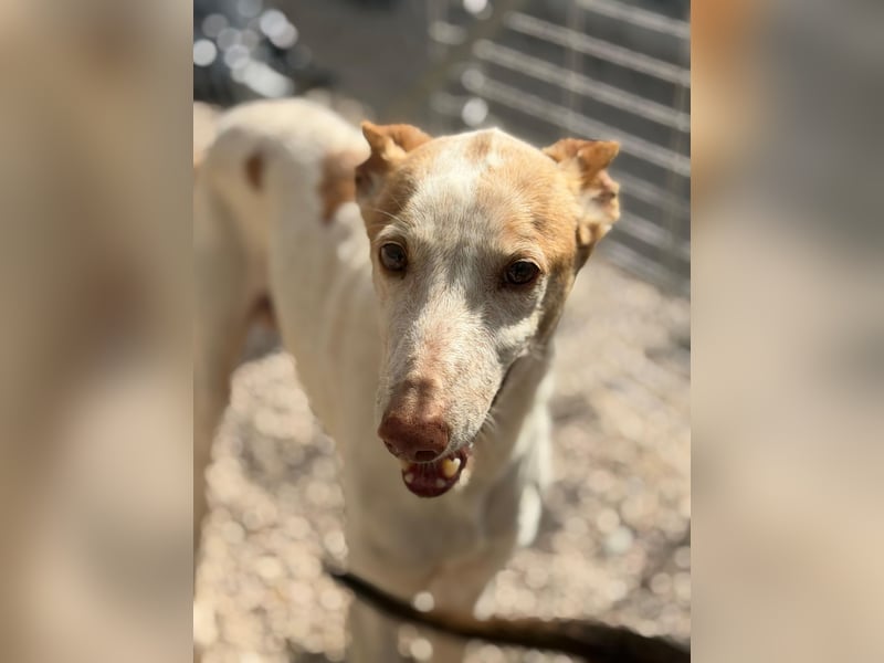 Clint, ein sanfter Begleiter mit Lebenserfahrung