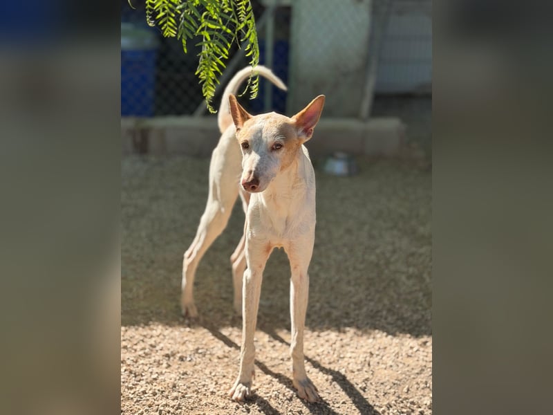 Clint, ein sanfter Begleiter mit Lebenserfahrung