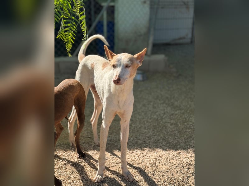 Clint, ein sanfter Begleiter mit Lebenserfahrung